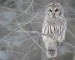 normal_The_Barred_Owl_1280_x_1024